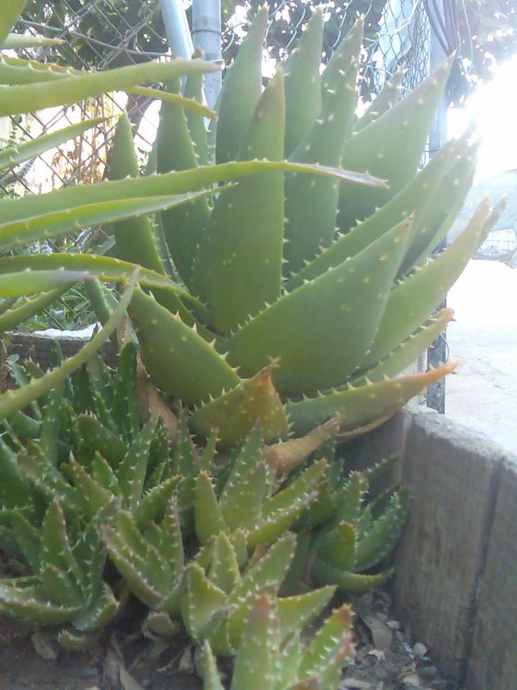 aloe ferox