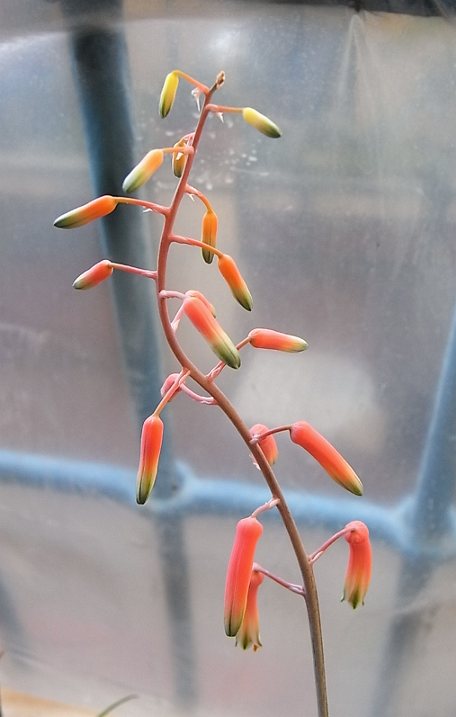 aloe fragilis fiore