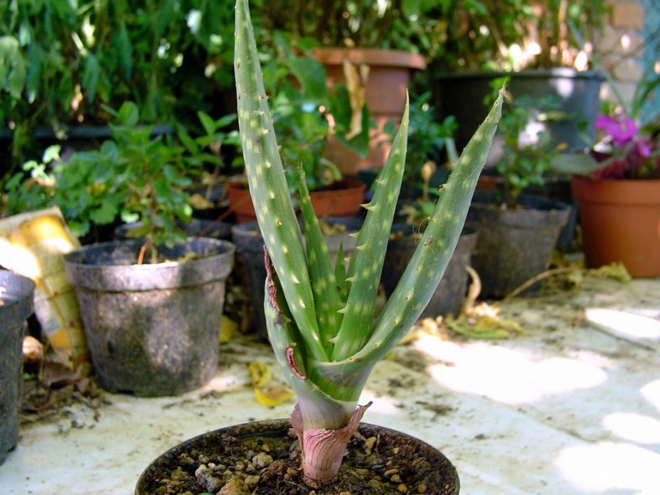 aloe gariepensis