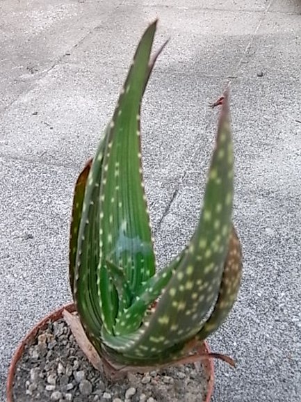 aloe gariepensis