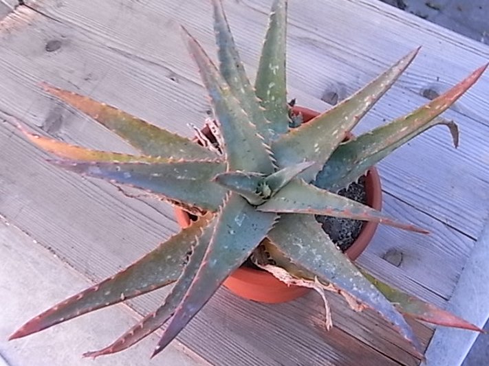 aloe glauca