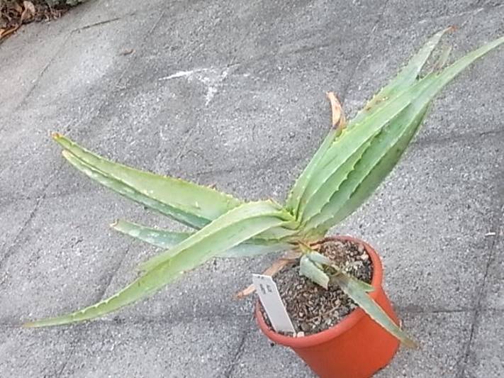 aloe hardyi