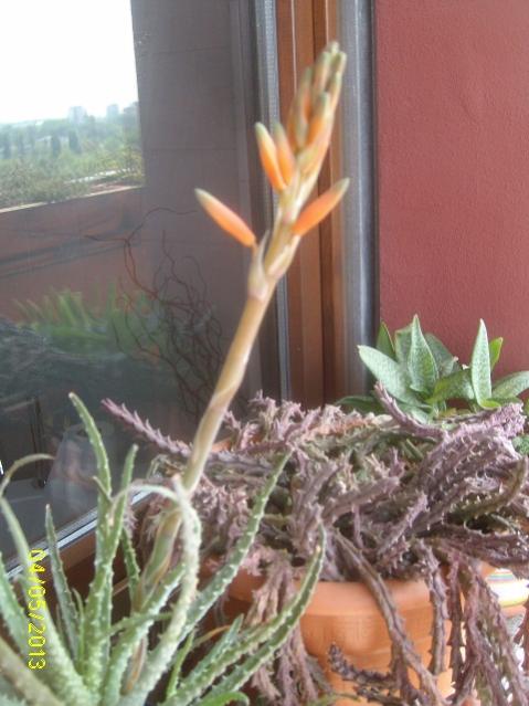 aloe humilis in fiore