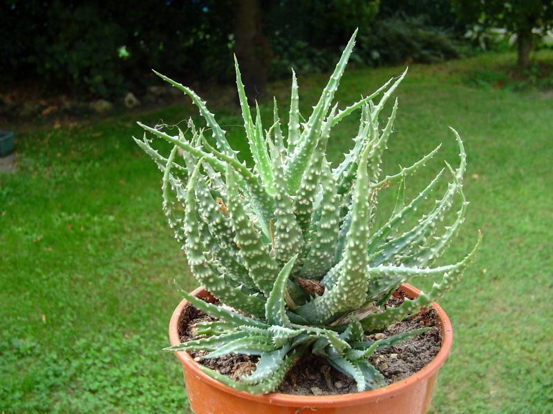 Aloe humilis

temperatura minima sopportata: +4°C