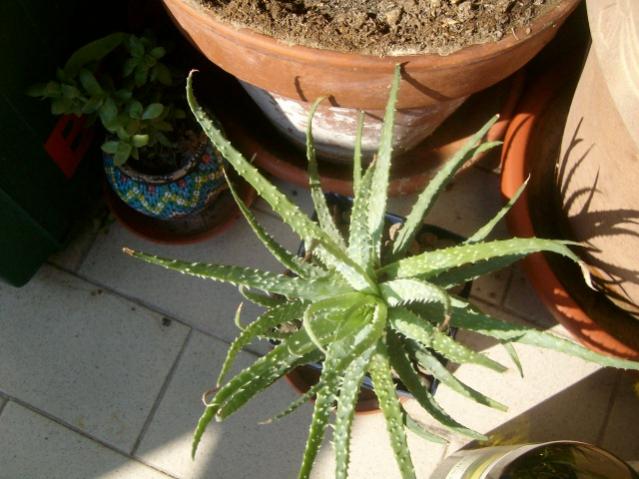 aloe humilis