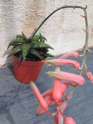 aloe jucunda