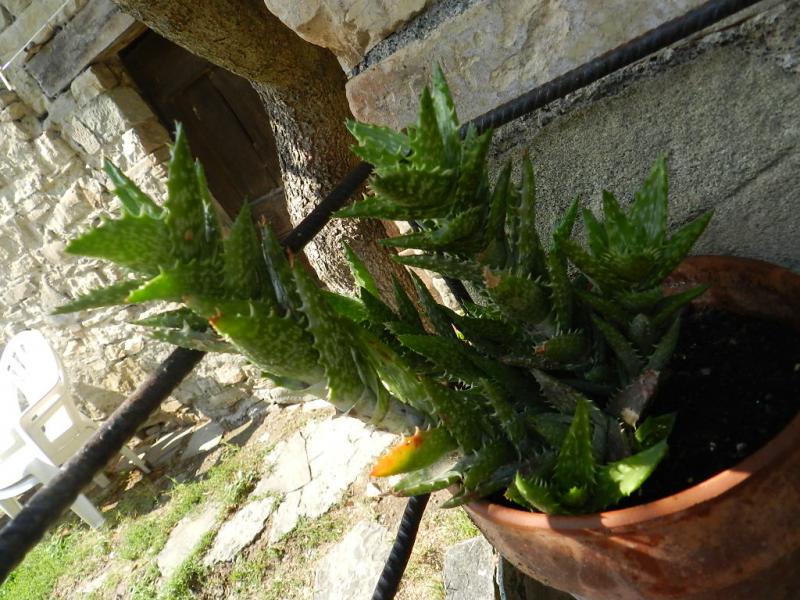 Aloe juvenna