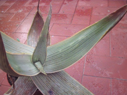 aloe karasbergensis