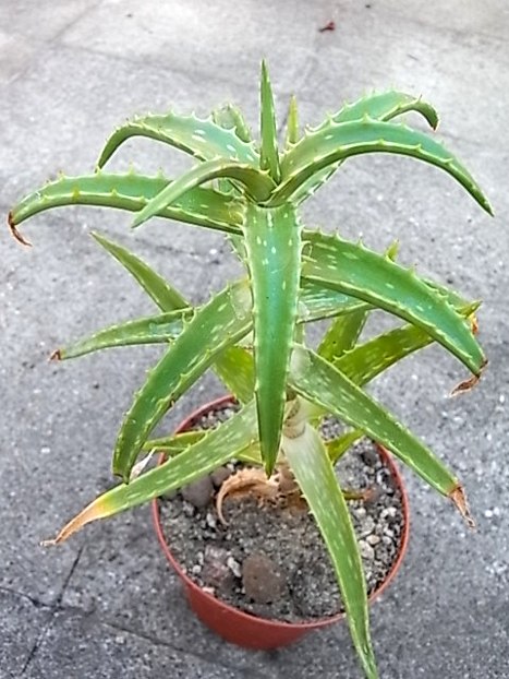 aloe kedongensis