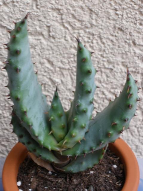 Aloe marlothii