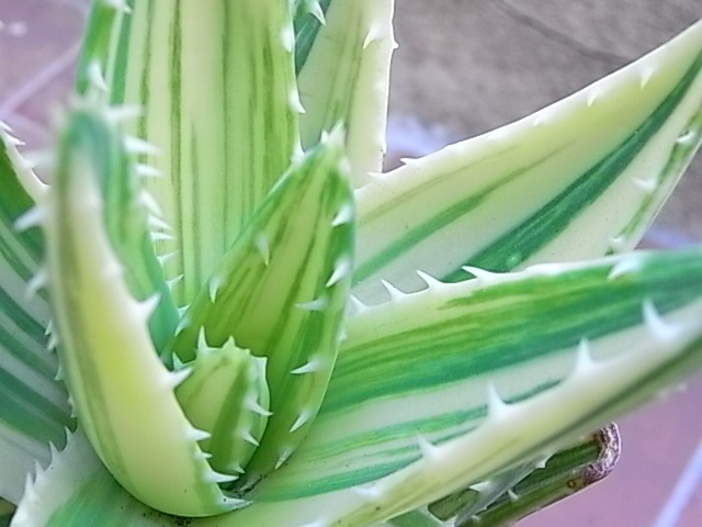 aloe mitriformis variegata