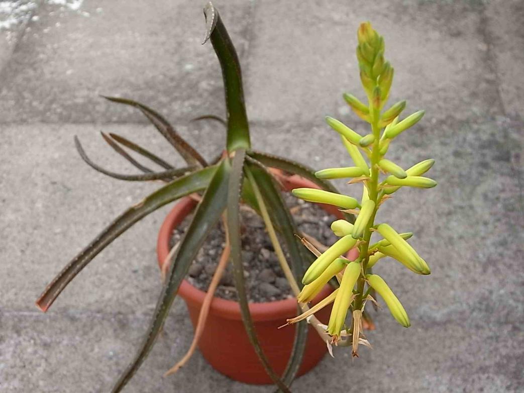 aloe pendens