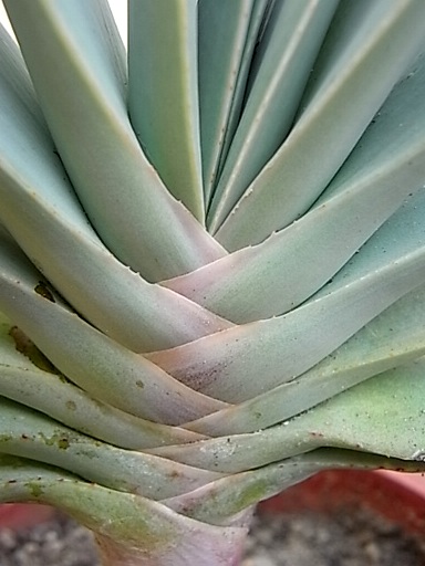 aloe plicatilis  part