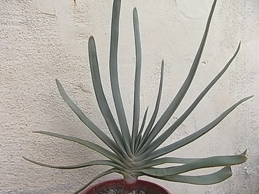 aloe plicatilis