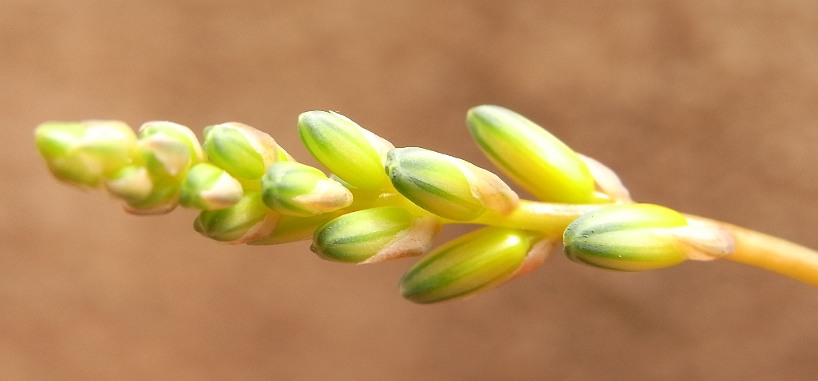 aloe rahuii doran black