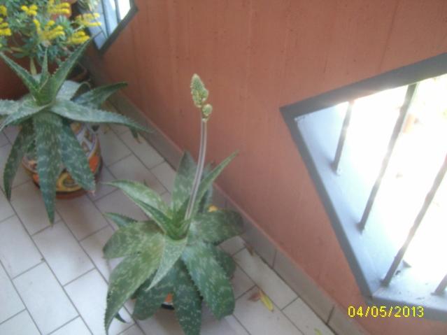 aloe sap 3conte