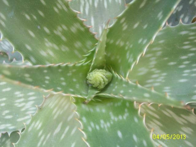 aloe saponaria xcont2