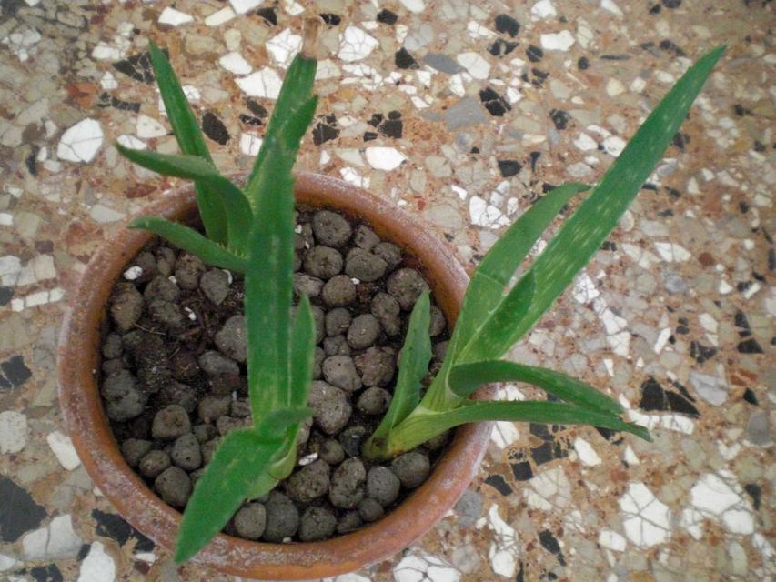 Aloe saponaria