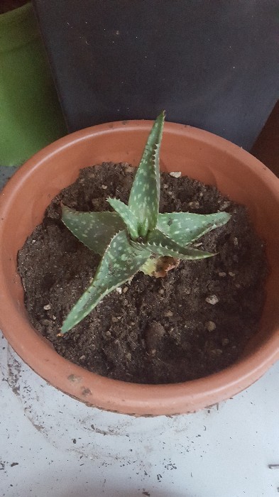 Aloe Saponaria