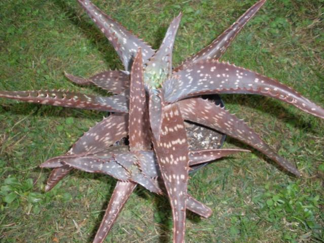 Aloe saponaria