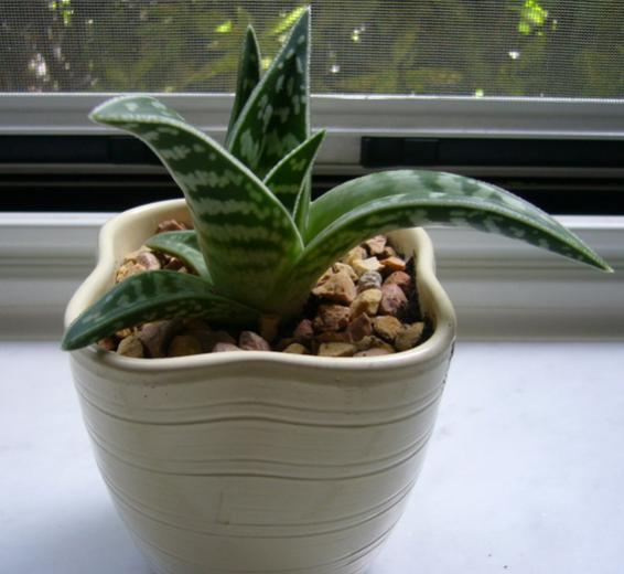 aloe Saretta.