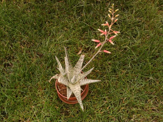 ALOE SNOWFLAKE.