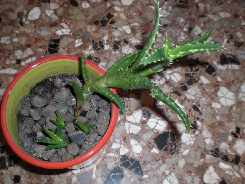 Aloe squarrosa