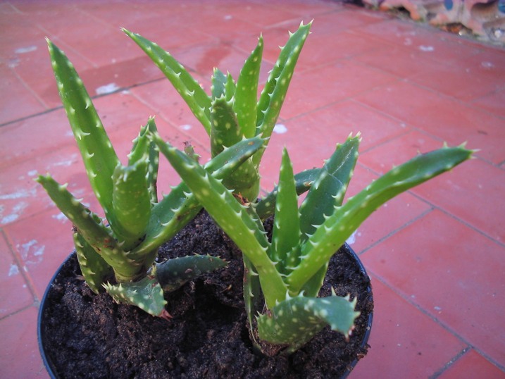 aloe squarrosa