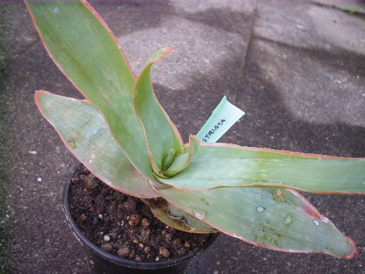 aloe striata