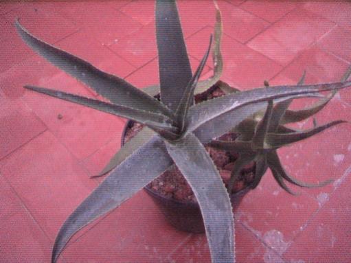 aloe striatula