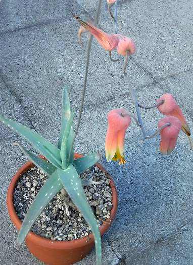 aloe tewoldei