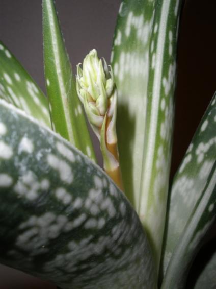 Aloe variegata fiore 2