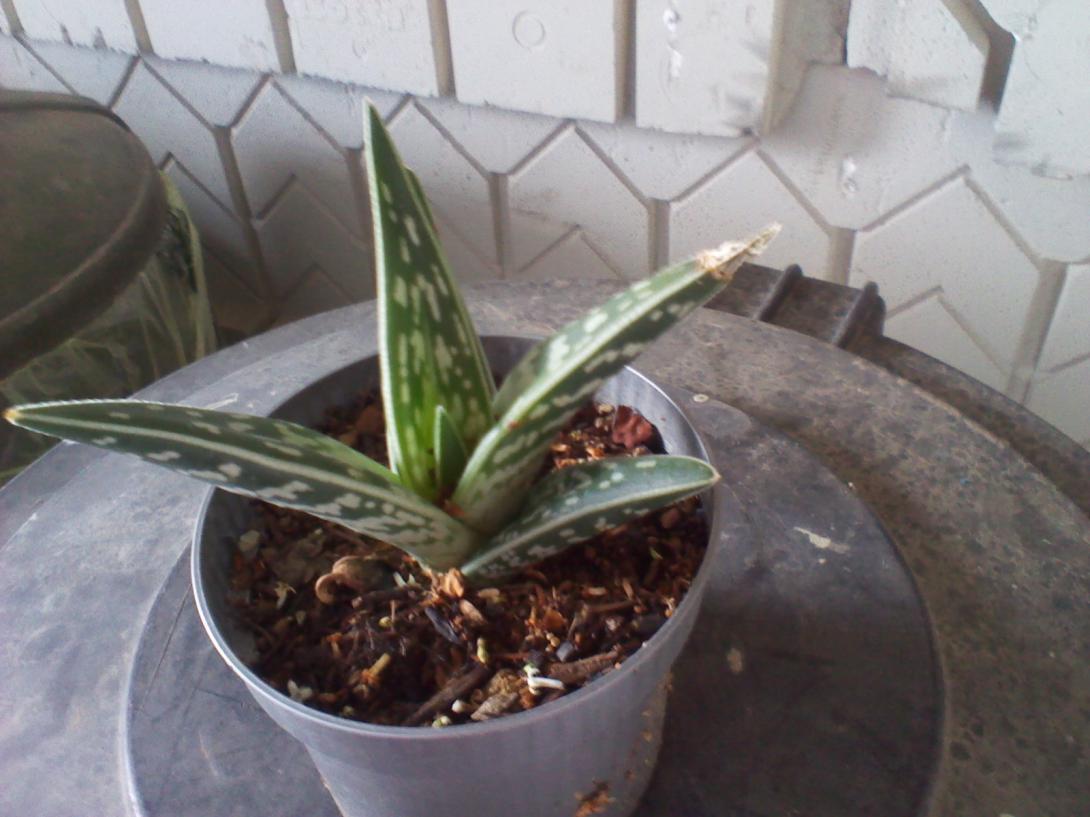 Aloe Variegata