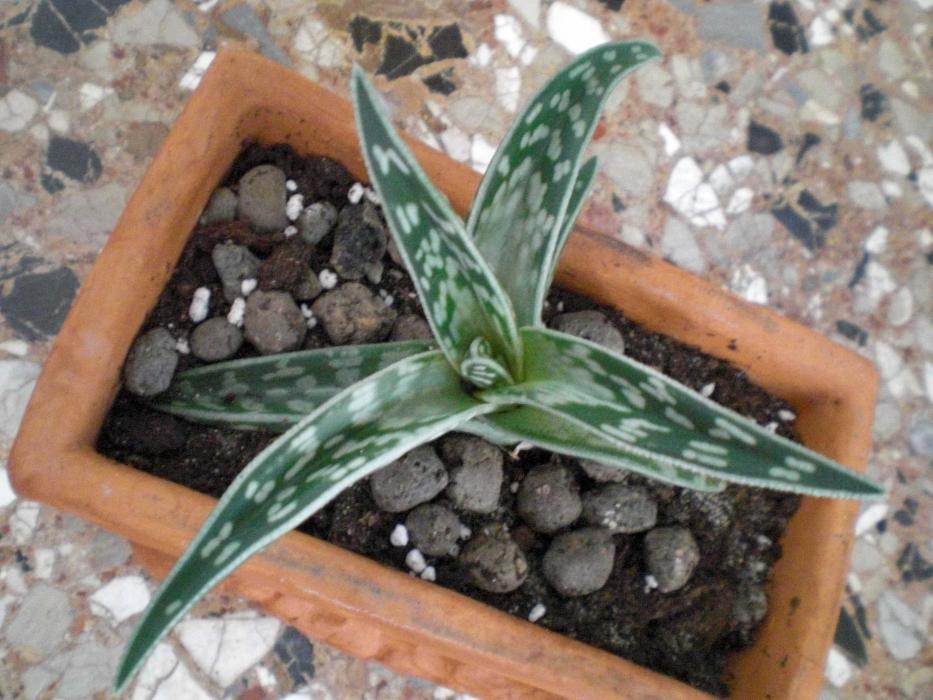 Aloe variegata