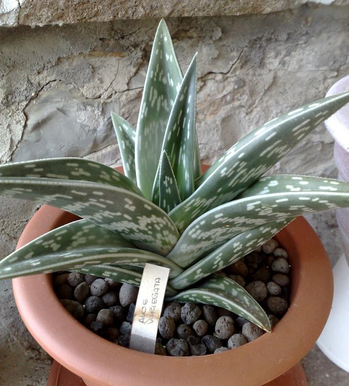 Aloe variegata