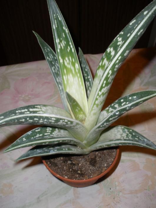 Aloe variegata