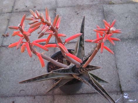 aloe variegata