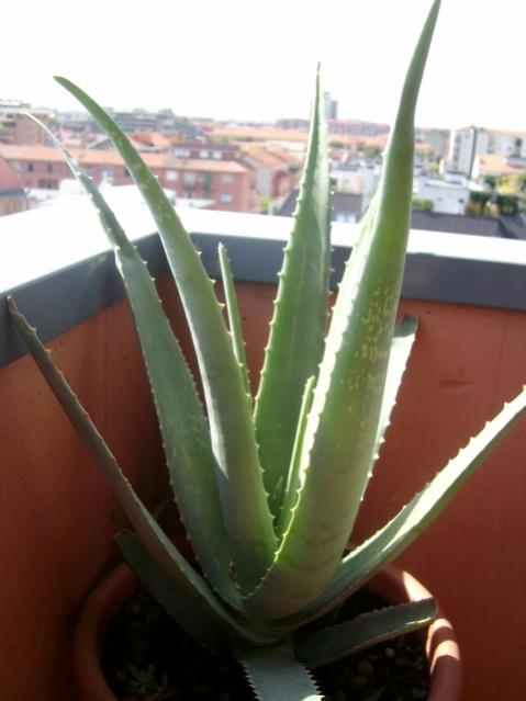 aloe vera