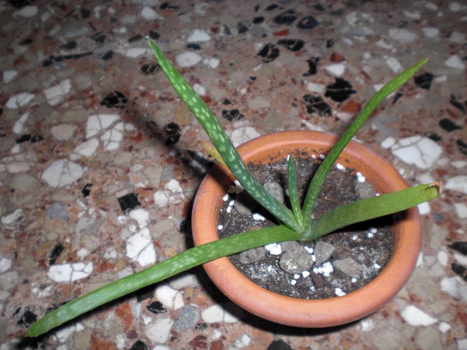 Aloe vera