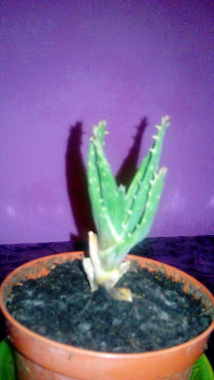 ALOE VERA