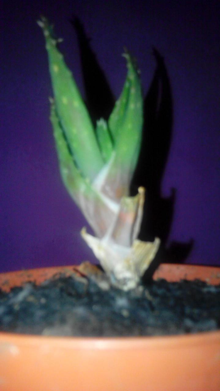 ALOE VERA
