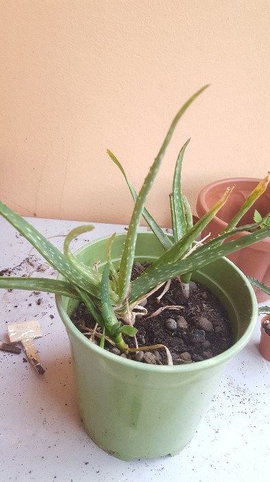 Aloe Vera