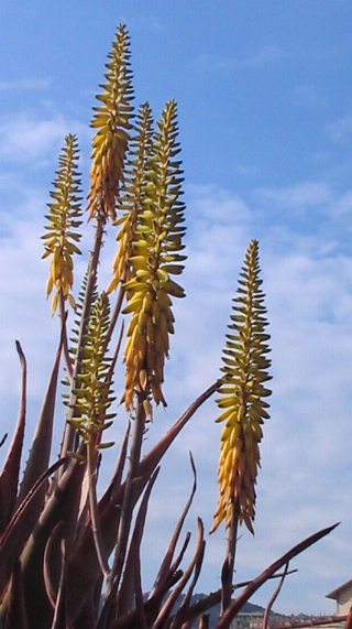 aloe vera