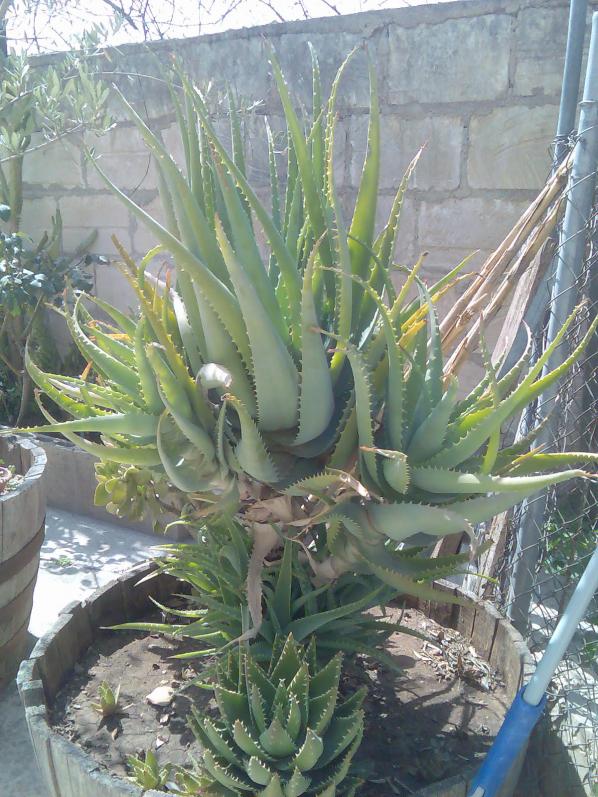 aloe vera