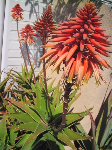 aloe X delaetii (ciliarisxsuccotrina)