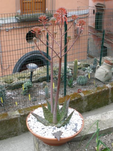 Aloe Zebrina (1)