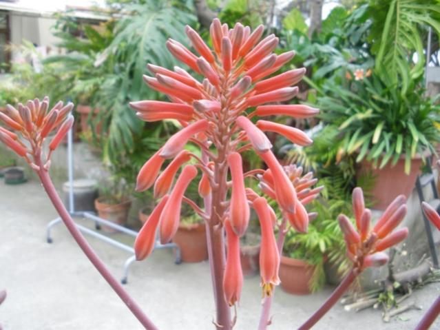 Aloe Zebrina (2)
