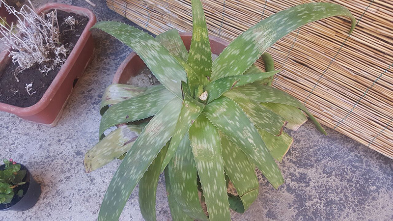 Aloe