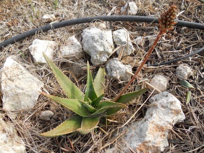 aloe.