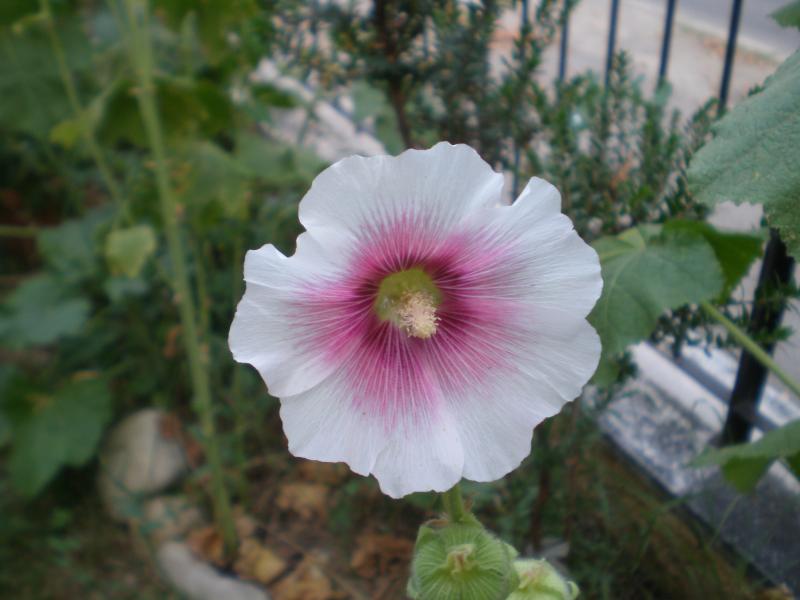 altea